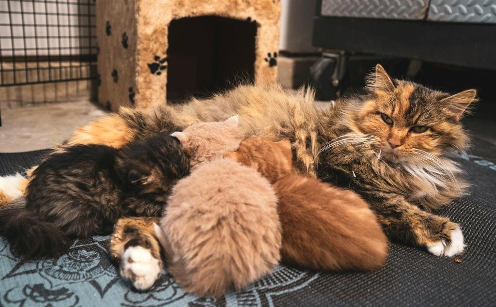 Cat care service