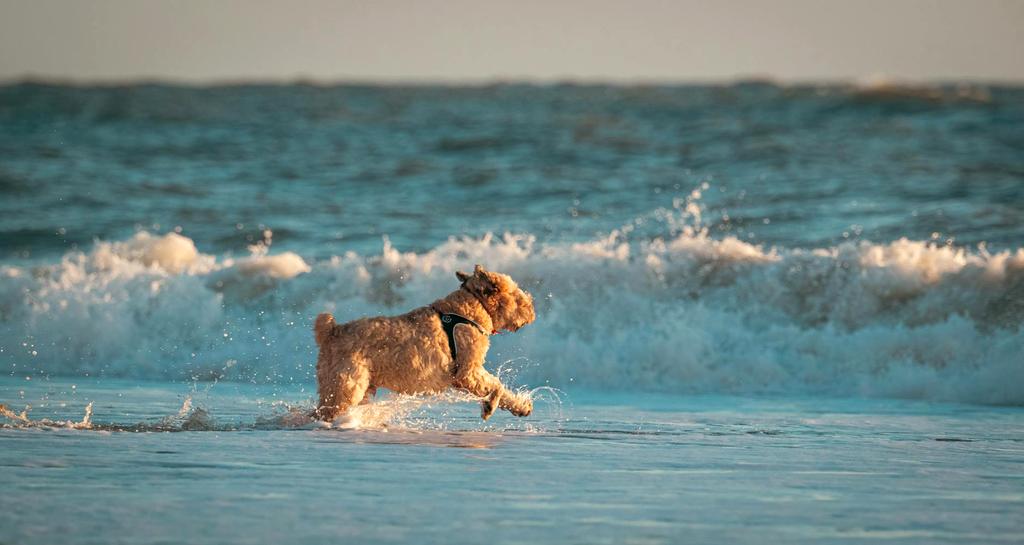 Dog enjoying beach day