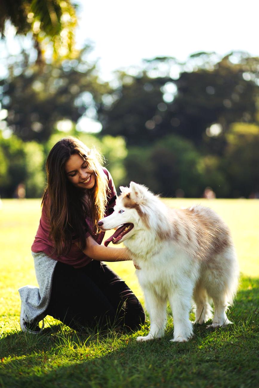 Dogs playing at the park