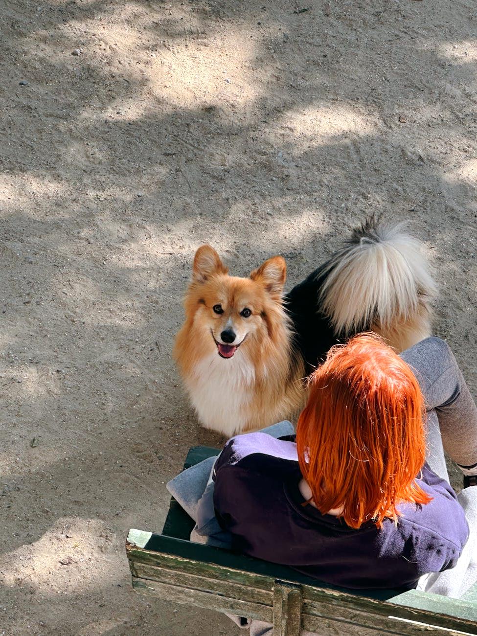 Group dog walking session