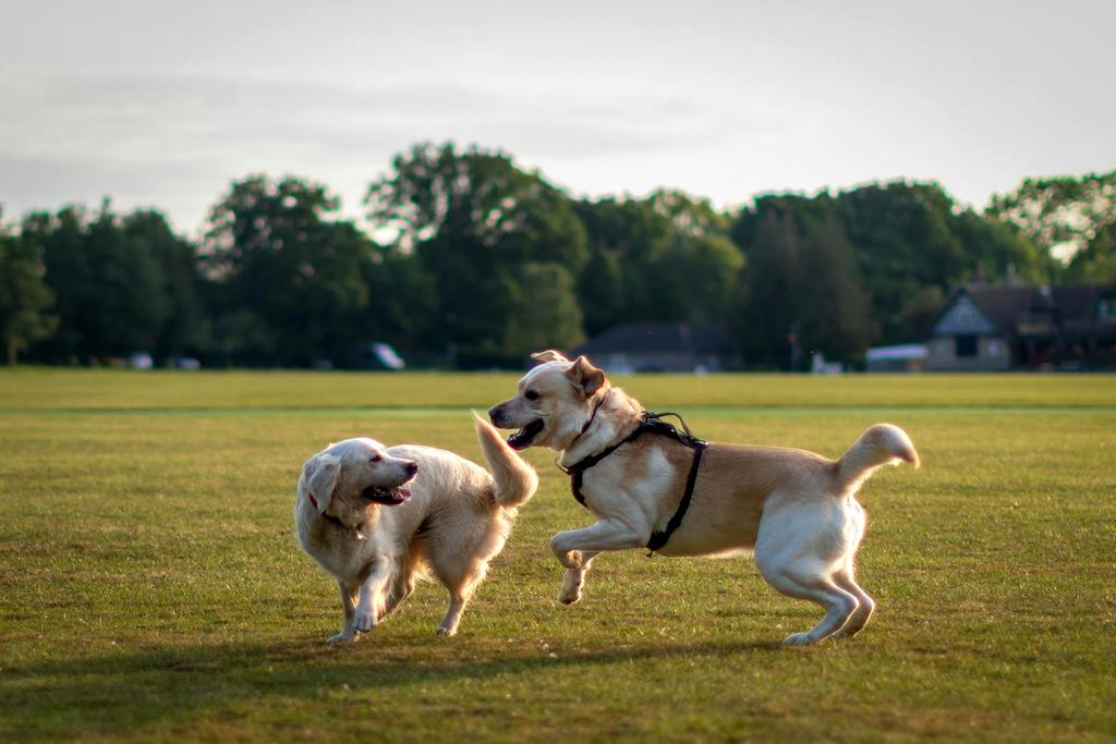 Happy dogs playing in the park